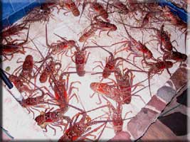 We've got lobsters