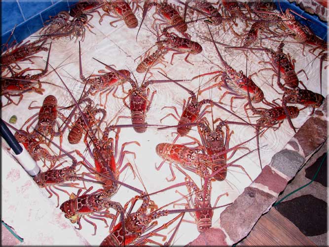 We've got lobsters