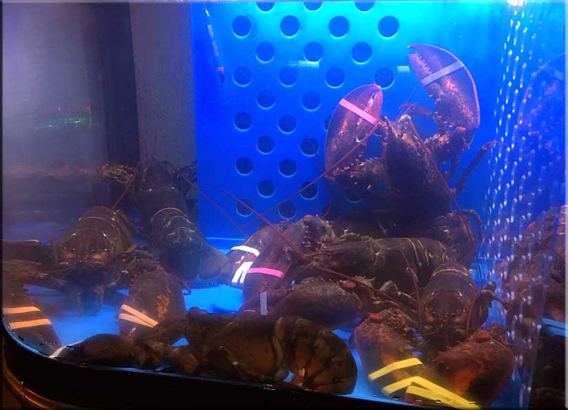 Main lobsters